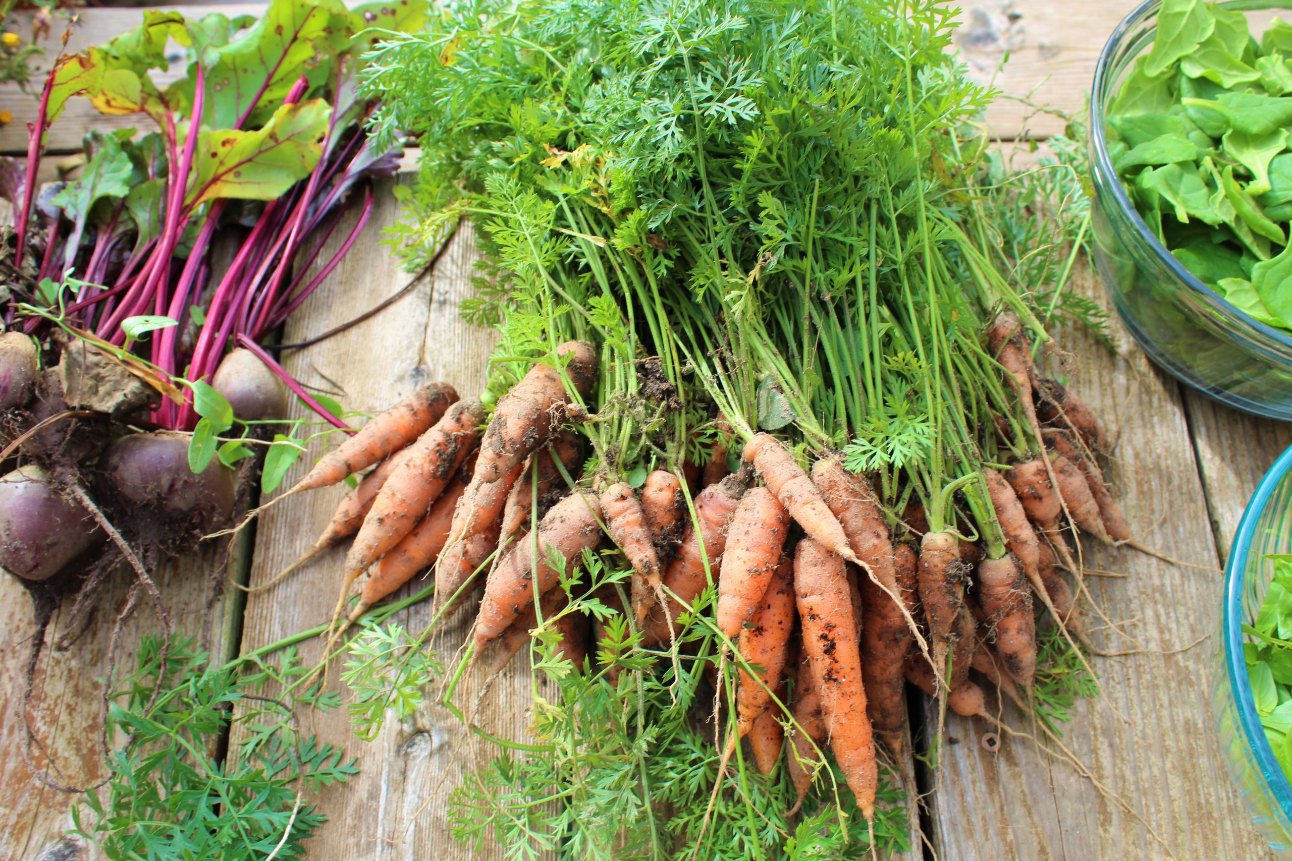 Carrot Harvest Fall 2017