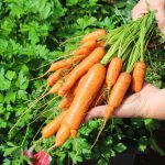 Carrots harvest 2016