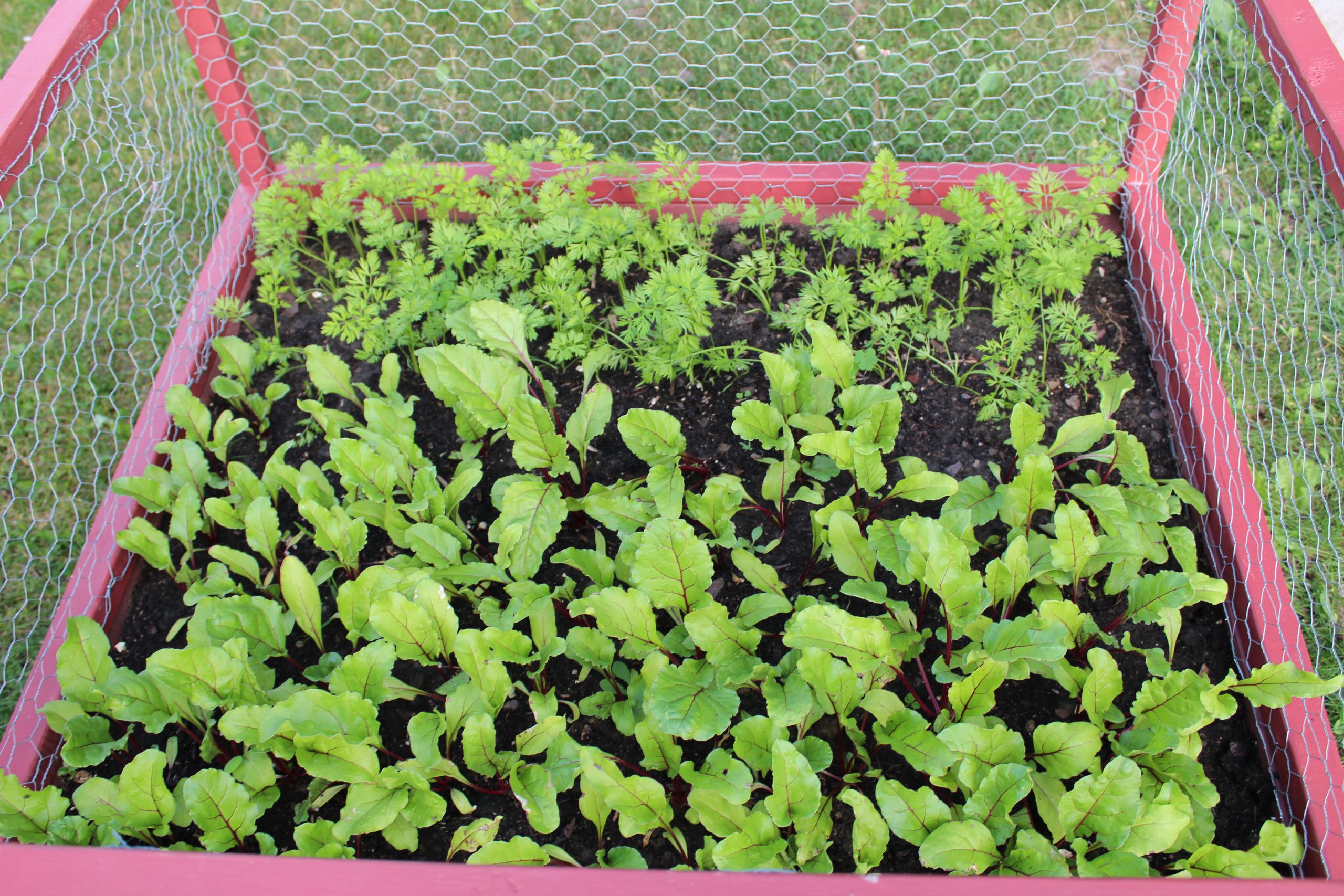 Carrots and Beets summer 2016