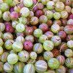 Gooseberries by Cansanity