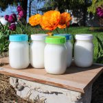 Homemade Yogurt by Cansanity
