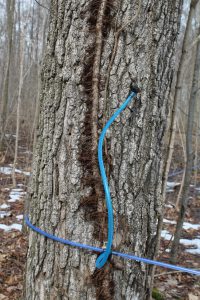 Tapped Maple Tree