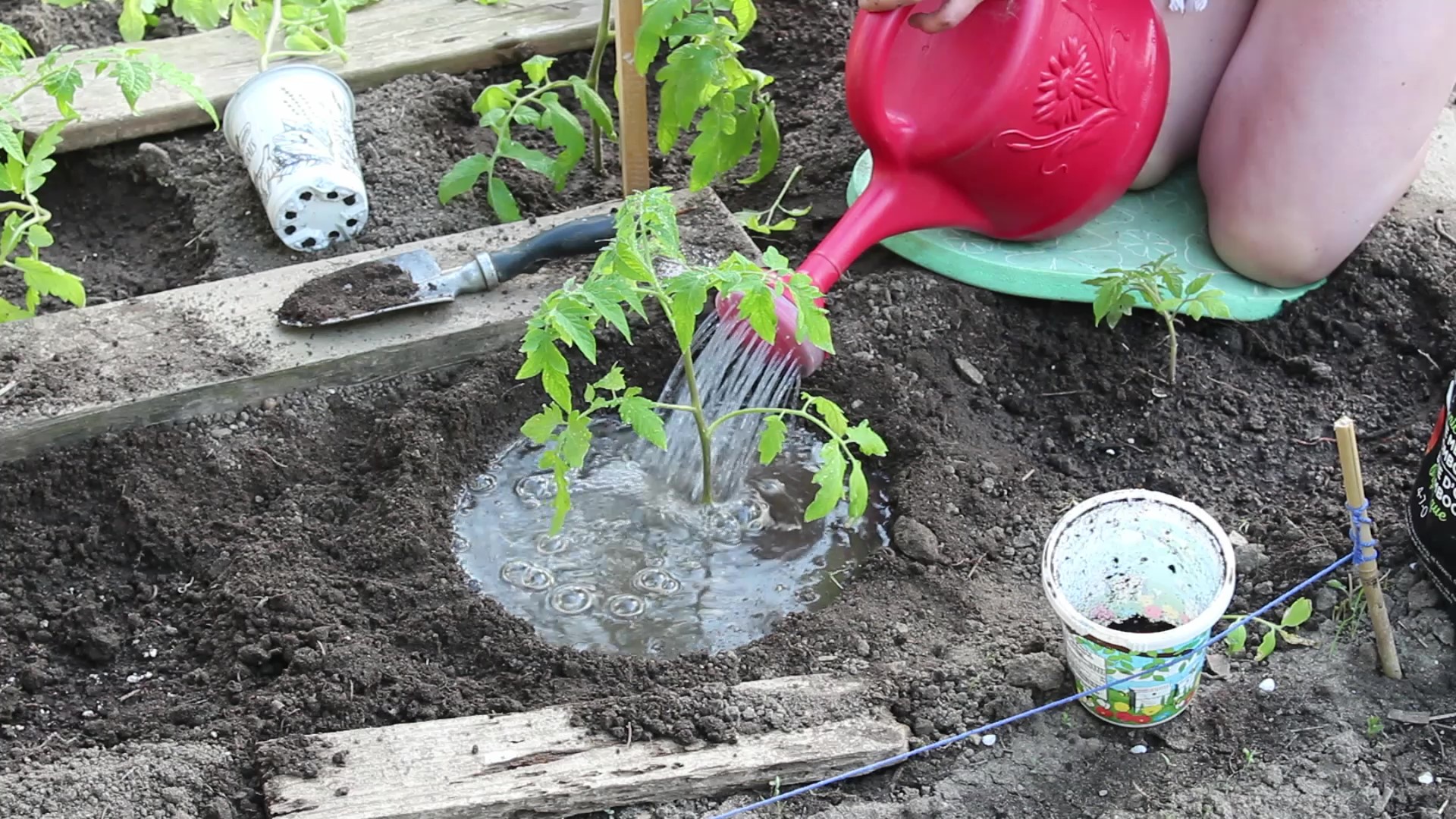 Watering newly planted tomato plant 2020
