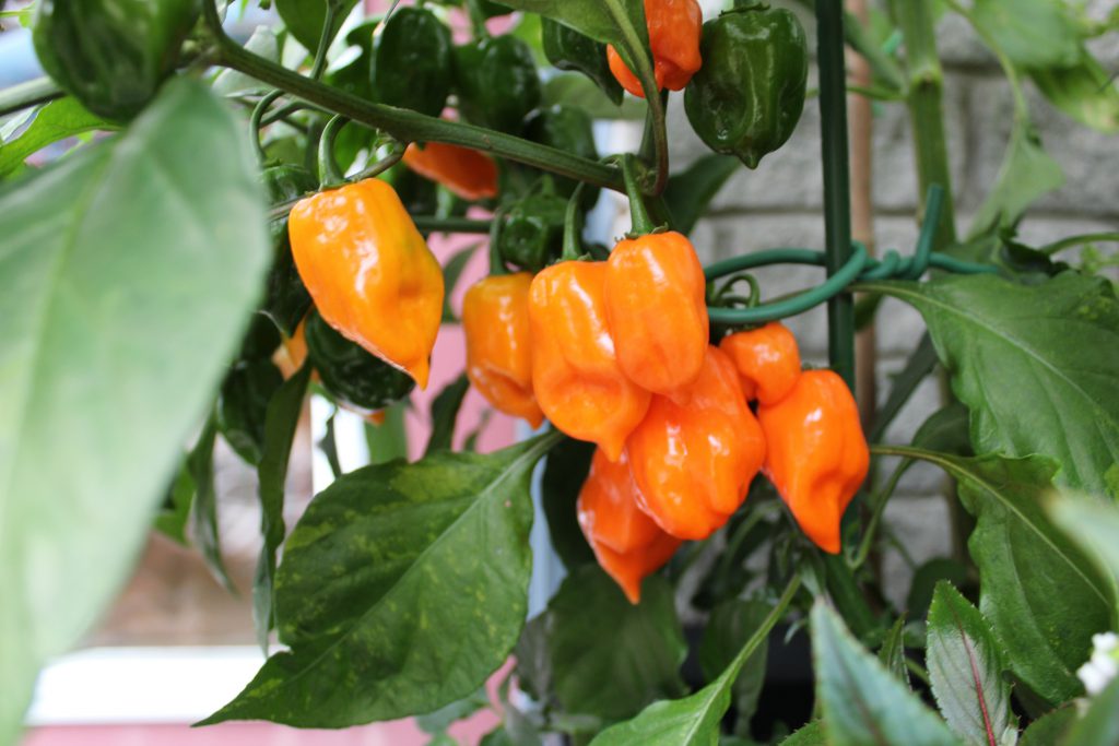 Home grown habanero peppers