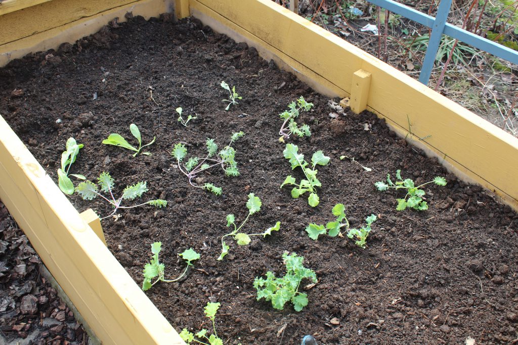 seedlings in cold frame