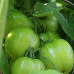 Tomatoes 2015