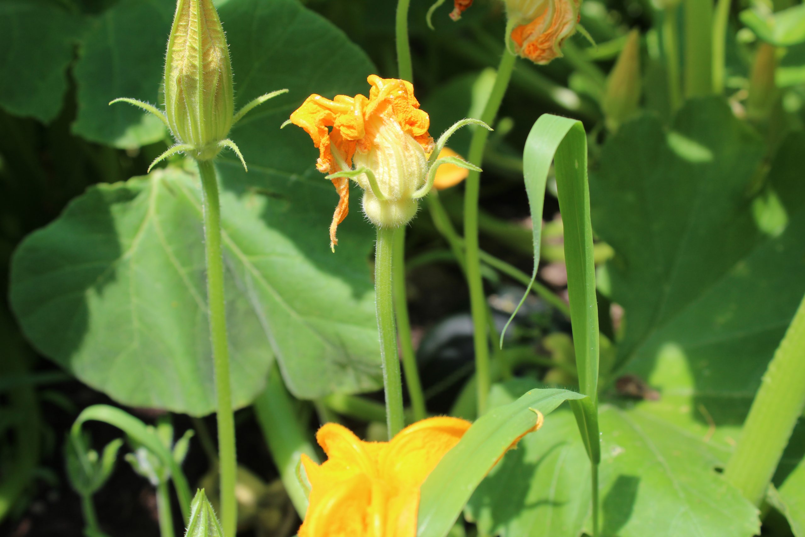 Zucchini blossoms 2018