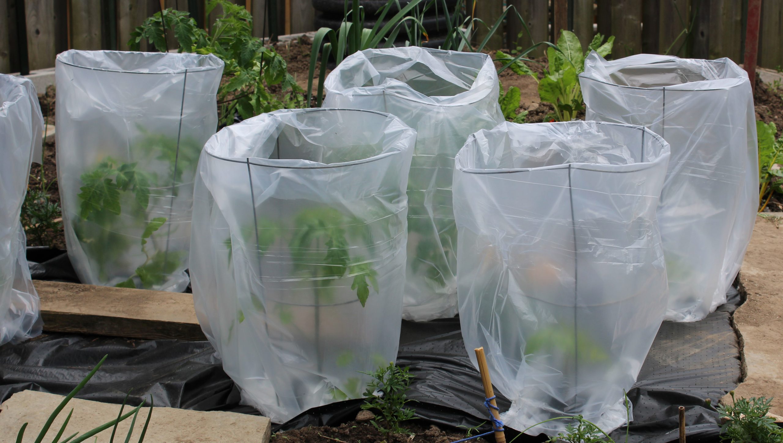 Tomato greenhouses made with tomato cages and plastic