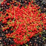 Black and Red Currants 2020