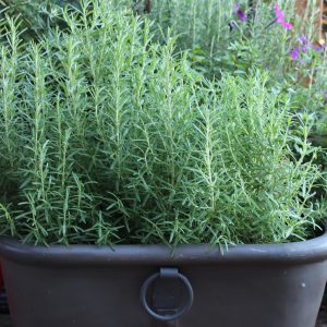 Rosemary grown for 2 years