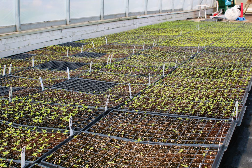 Pepper Seedlings at Spruce Ridge Farm