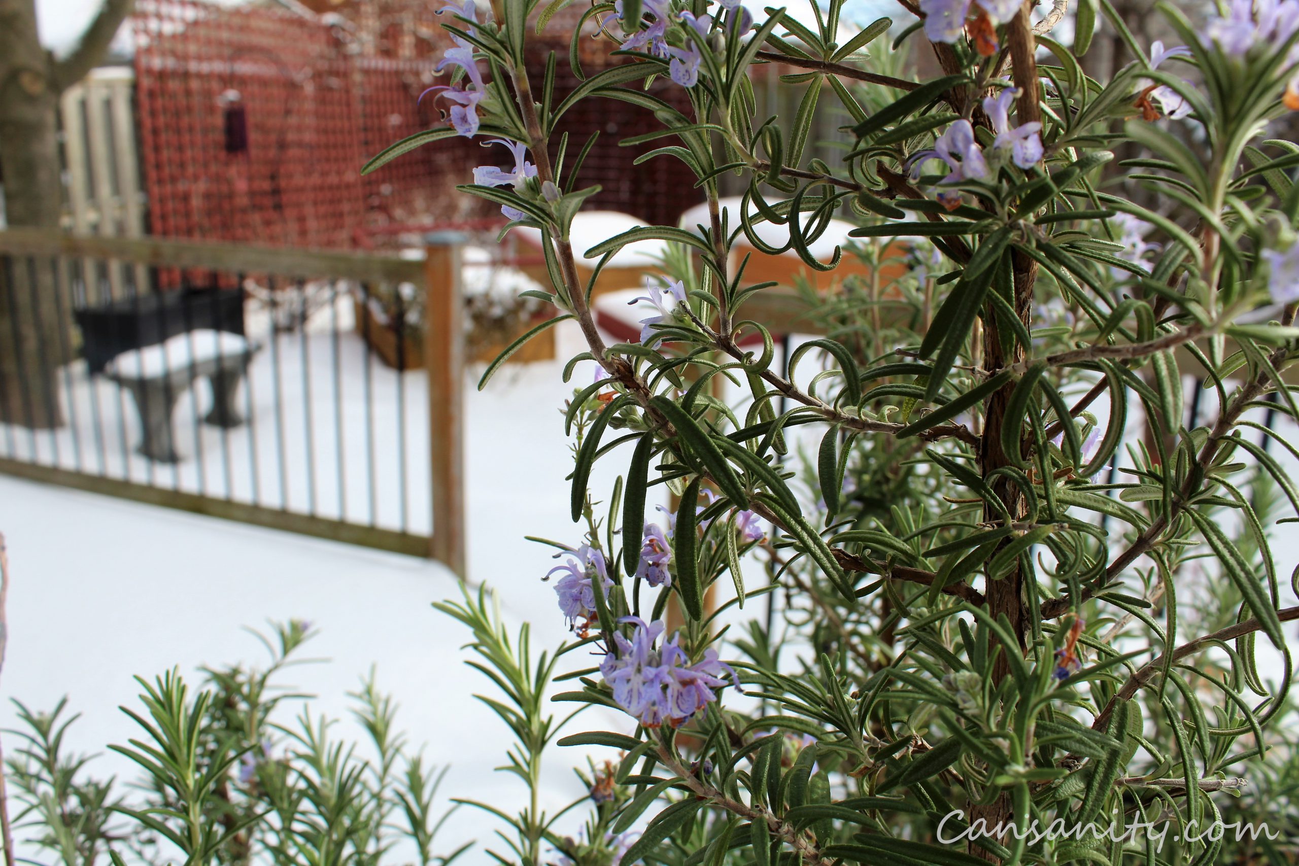 Rosemary blooming in winter 2021