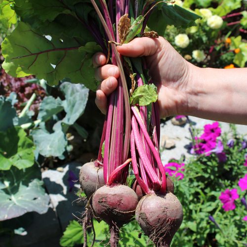 Pretty in Pink Side Dish