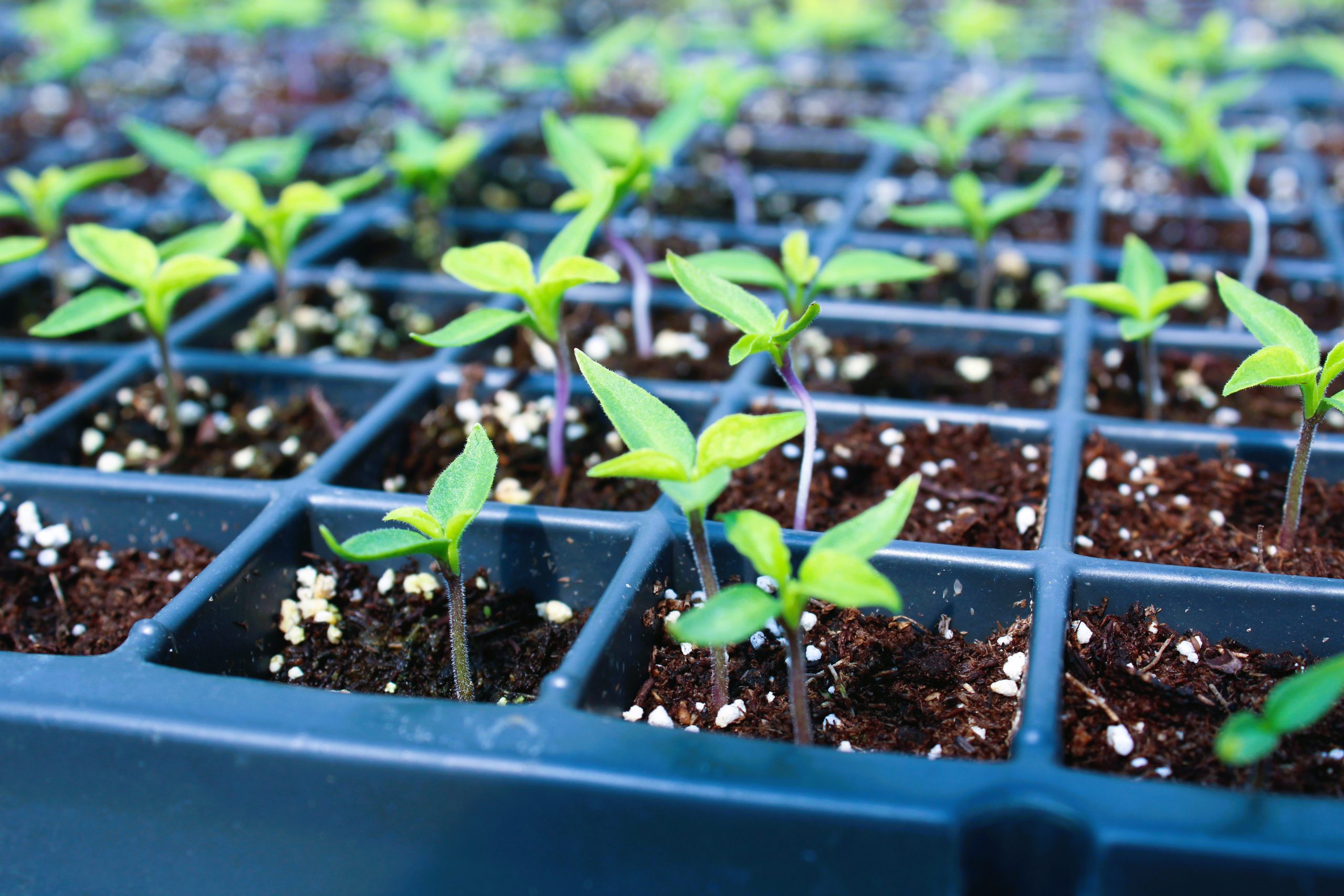 Mint 'Peppermint' — Green Acres Nursery & Supply