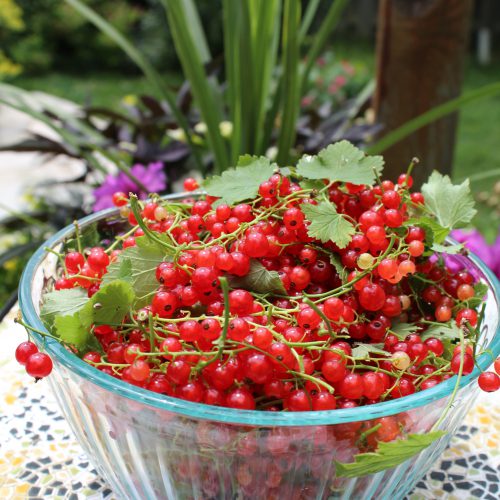 Red Currant Jelly